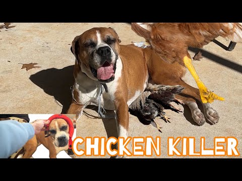We Have A Serious Problem: another dead chicken! 