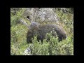 Wombat And Baby Wombat In Tasmania Shorts Cuteanimals Australianwildlife
