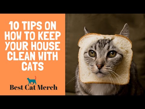 10 Tips on How to Keep Your House Clean with Cats