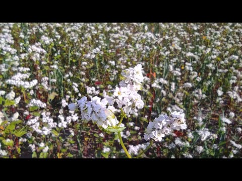 Заметки пчеловода. Медоносы! Как цветёт гречиха! #пчеловодство #рои #гречиха