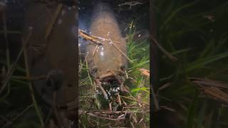 Download lagu Snakehead / Ikan Haruan mp3