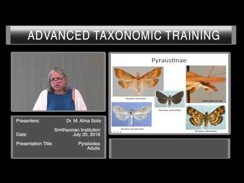 Introduction to Lepidoptera - overview of Pyraloidea adults