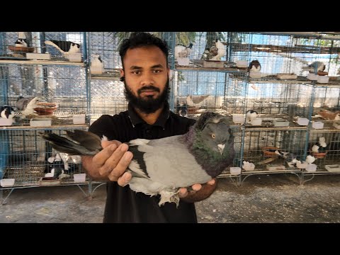 Hungarian giant pigeons exclusive breed