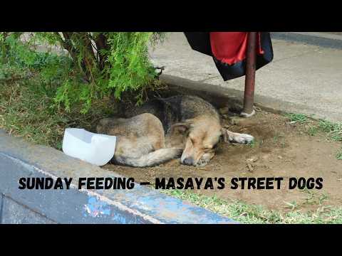 Feeding the Homeless Dogs of Masaya Nicaragua — We Found 3 That Needed Help NI