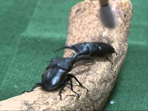 Beetle battles: Chinese raise fighting insects