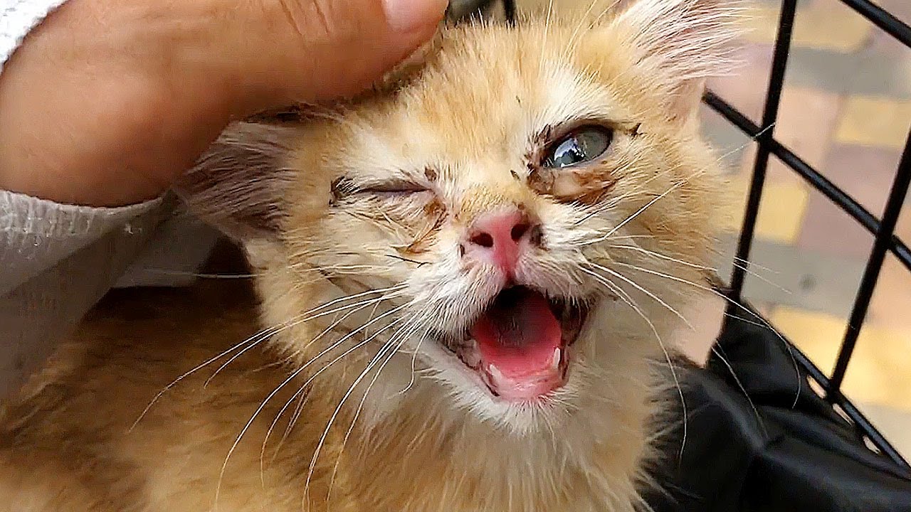 40°C heat,abandoned kitten nearly had heatstroke,following a delivery worker,hoping to be taken home