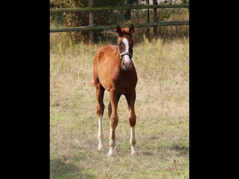 -sold- Quadriga : Colt 2022 by Selectric/Dr. Jackson