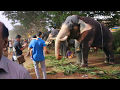 തൃശ്ശൂർ പൂരം ആനകൾ Thrissur Pooram 2017 Elephants