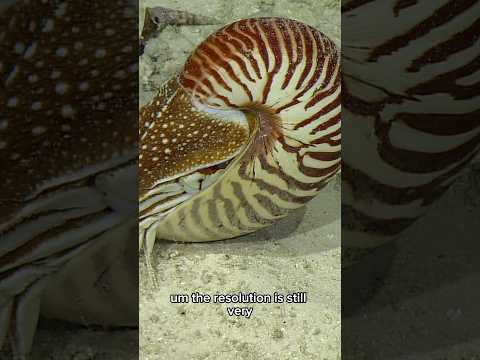 Our favorite 2024 encounter: the Palau #Nautilus! Learn more about this amazing #cephalopod.