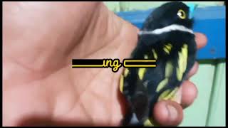 Download lagu Burung Sempur Hujan!! Burung yang warna nya sangat cantik mp3 Download lagu Burung Sempur Hujan!! Burung yang warna nya sangat cantik mp3