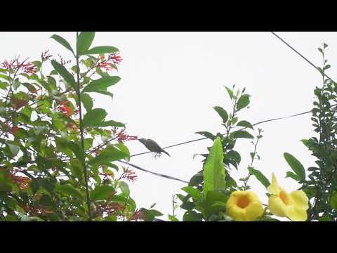 The cute sunbird, hovering while sipping the nectar of our neighbor's santan flower.