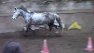 preview picture of video 'Stage Horse Solution 19/01/2014 - Drummond Royal saute en liberté'