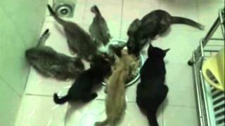 Ulule project (Sidney Bechet-When the saints go marching in) VAC EN