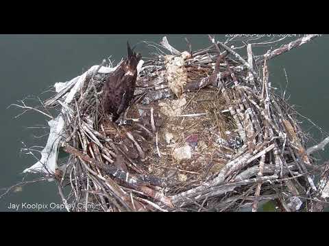 MNSA Jay Koolpix Osprey-Cam: 5/29/2020