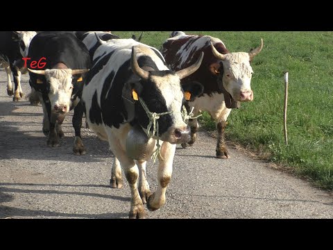 L'arrivo di una mandria di mucche - Fiera autunnale Castellamonte 2022