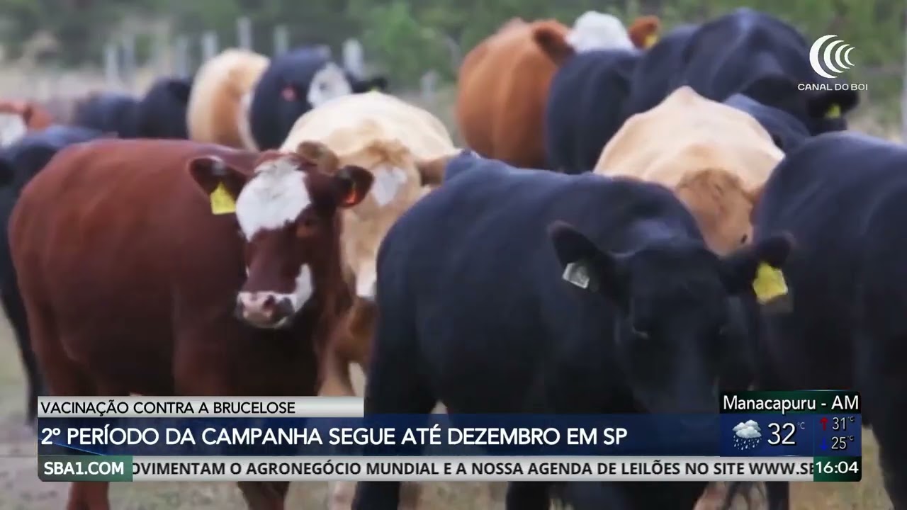 2º período de vacinação contra a brucelose segue até dezembro em São Paulo