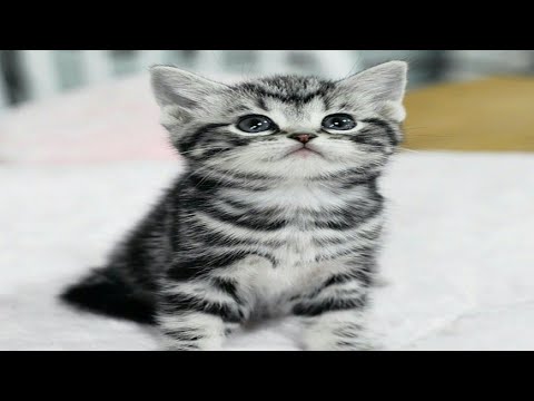 When the little cat is wonderful