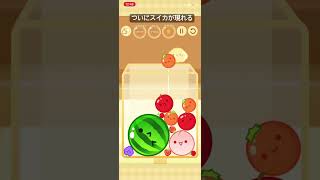 ついにスイカが…！