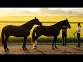 Horse Breeding Behind The Scene And Process 3