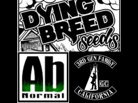 Dying Breed Genetics