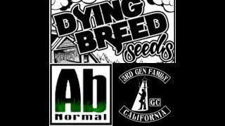 Shiloh Massive - Dying Breed Seeds, 3rd Gen Family, and Foe20 of ABNormal