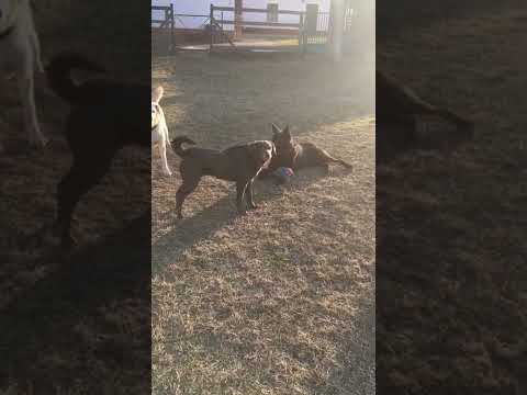 Noshi-2 und Legeny/07