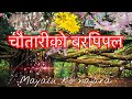 Chautariko Bar Pipal Mayalu Ko Nazara Nepali Song चौतारी को बर पिपल म�