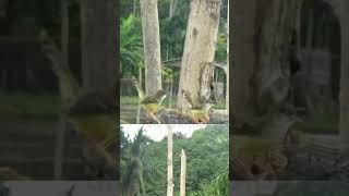 Download lagu Burung Ciblek Di Alam Liar | Prenjak Jali | Ciblek Kristal | Cimblek mp3 Download lagu Burung Ciblek Di Alam Liar | Prenjak Jali | Ciblek Kristal | Cimblek mp3