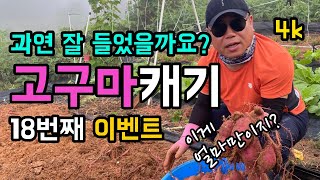 [4k] 고구마 캐기 / 과연 속이 잘 들었을까요? / 제2차 고구마 수확 / 밤고구마