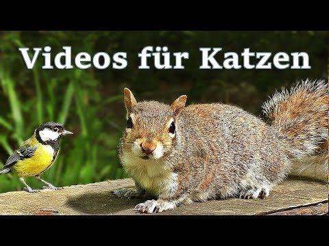 Videos für Katzen Zum Spielen : Vögel und Eichhörnchen - 7 STUNDEN