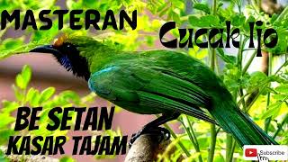 Download lagu masteran cucak ijo besetan kasar || tajam @jokikicau9256 mp3 Download lagu masteran cucak ijo besetan kasar || tajam @jokikicau9256 mp3