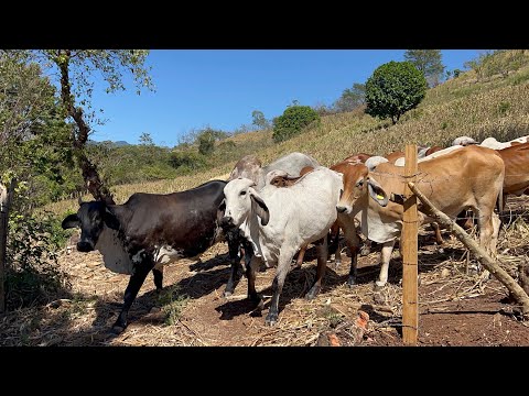 We took the other cows for a stubble field, look how good it is!