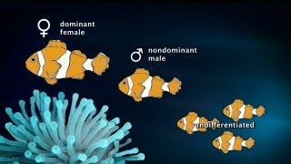 Sex-Changing Clownfish (90-Sec)