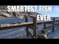 Arma 3 fish has surpassed all expectations.