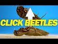 How Do Click Beetles Jump