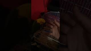 Jenday Conure Birds Videos