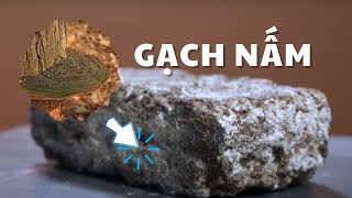 Đây là gạch nấm có thể thay thế bê tông