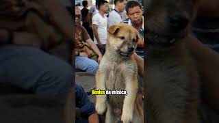 A música banida do Pink Guy, Dog Festival Directions #pinkguy #joji #filthyfrank