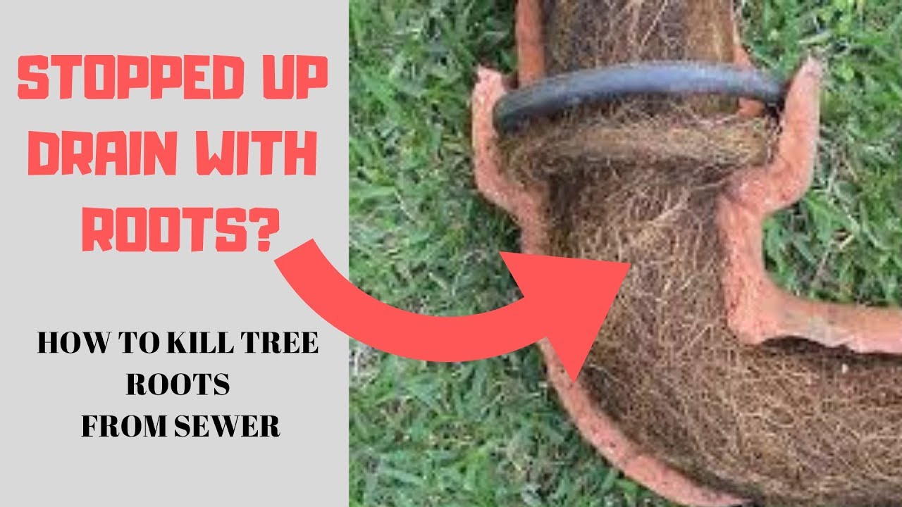 What do tree roots dissolve in sewer lines? Tipseri