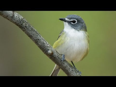 Inside Birding: Color Pattern