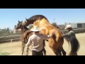 Smart Technology Modern Farming Amazing Techniques Arab White Stallions Horses Breeding Cow And Bul