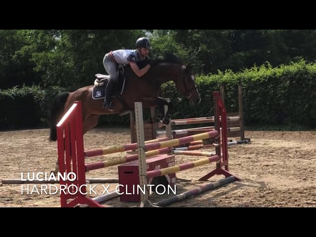 LUCIANO UNDER SADDLE