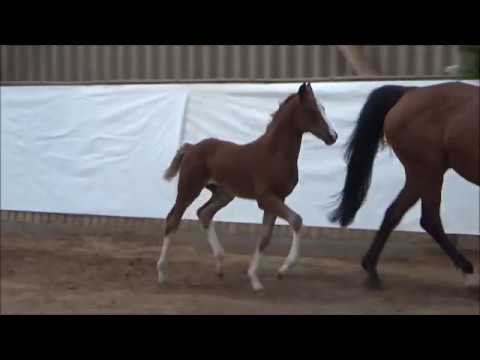 KN 03 Bachelor Hf v. Baloutender - Limited Edition