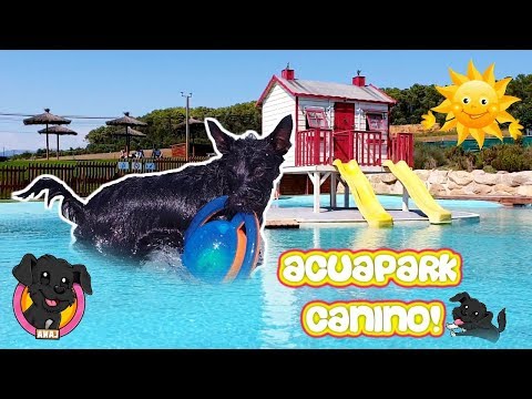 Let's go to the DOG WATER PARK! Lana loses her FEAR OF WATER!