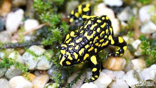 Southern Corroboree Frogs answer keeper’s call