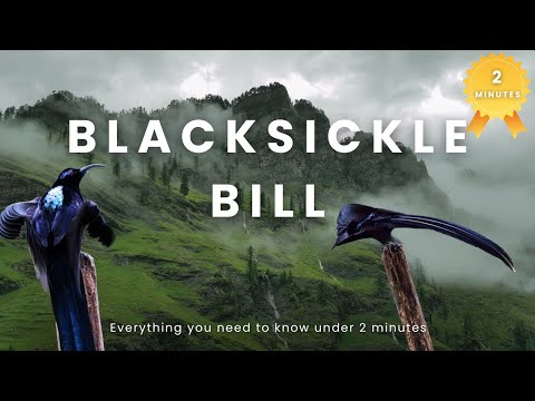 Discover the Black Sicklebill: Rare Bird of Paradise