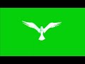 Pigeon Flying Animation Green Screen Effects Slow Motion HD