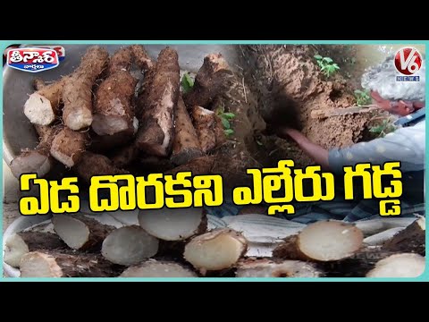 Public Shows Interest To Eat Ellar Gadda | Medak Dist | V6 Weekend Teenmaar