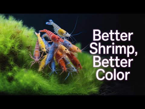 Part of a video titled This Simple Trick Will Boost Your Shrimps Color - YouTube
