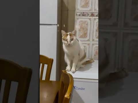 visite chez la véto .